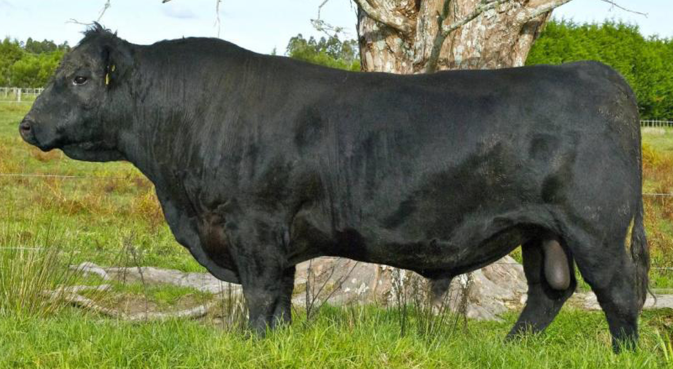 Angus bulls feature strongly at second annual online semen sale PGG